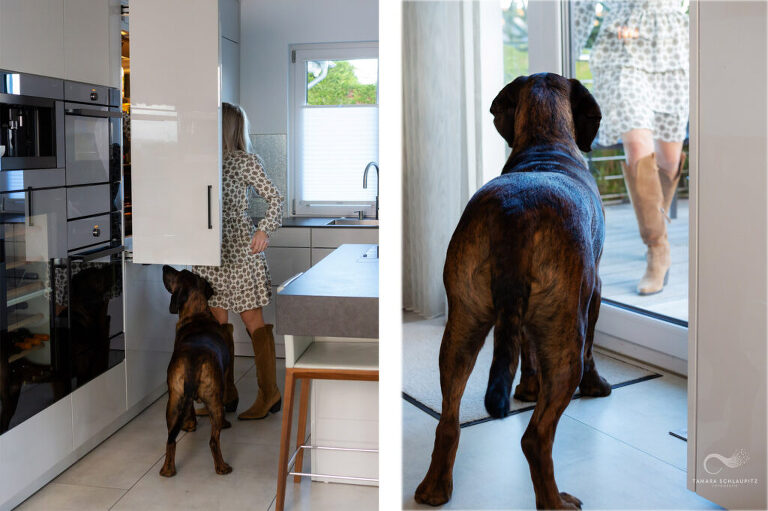 Hannoverscher Schweißhund