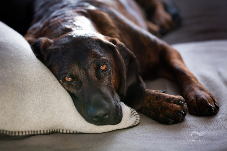 Lifestyle Hundefotoshooting at home, Hundefotografin im Hunsrück, Tamara Schlaupitz