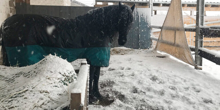 Pferd steht ungeschützt im Schneesturm
