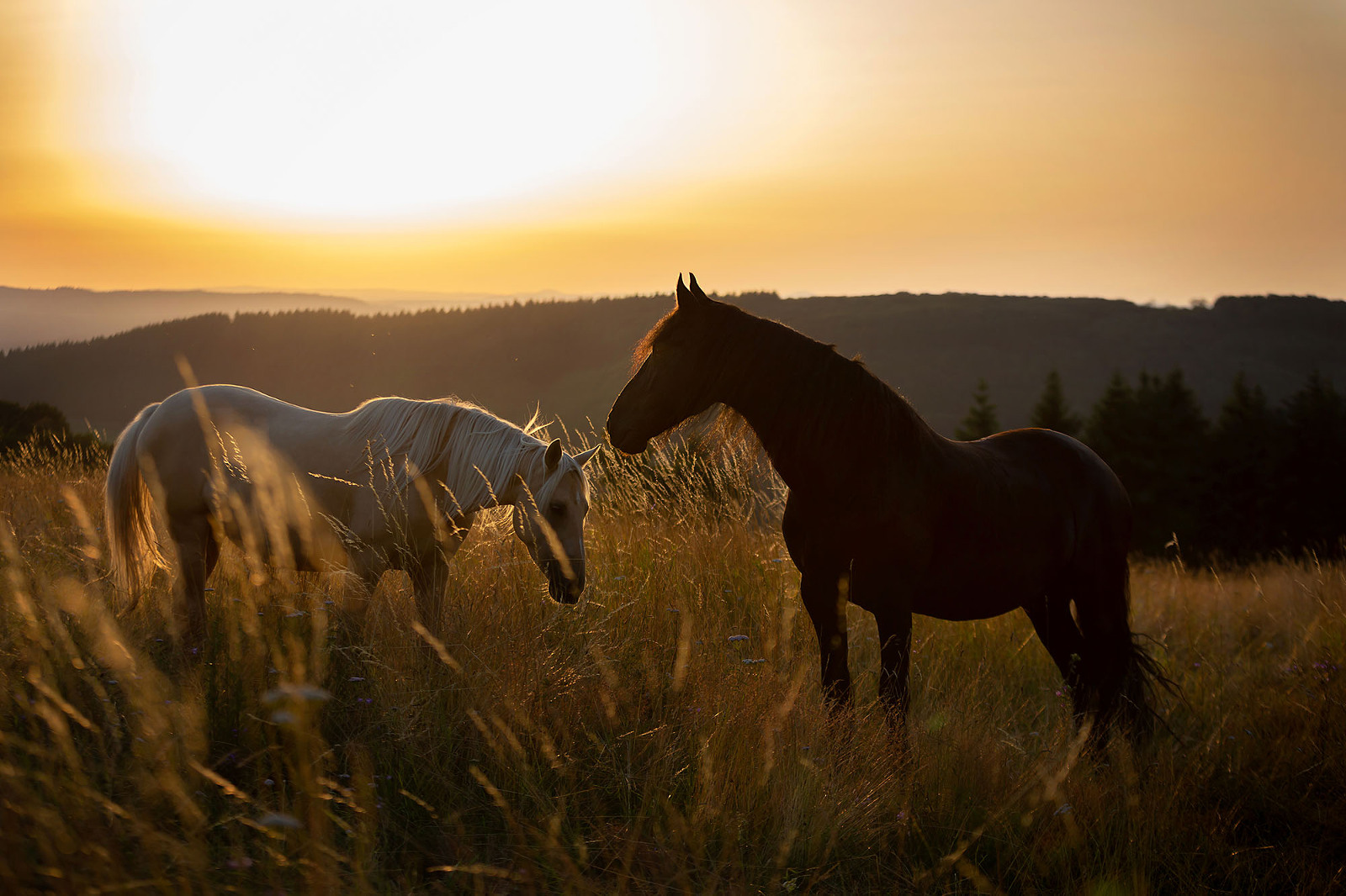 Pferdefotografin Tamara Schlaupitz, Friese, Quarter Sonnenuntergang