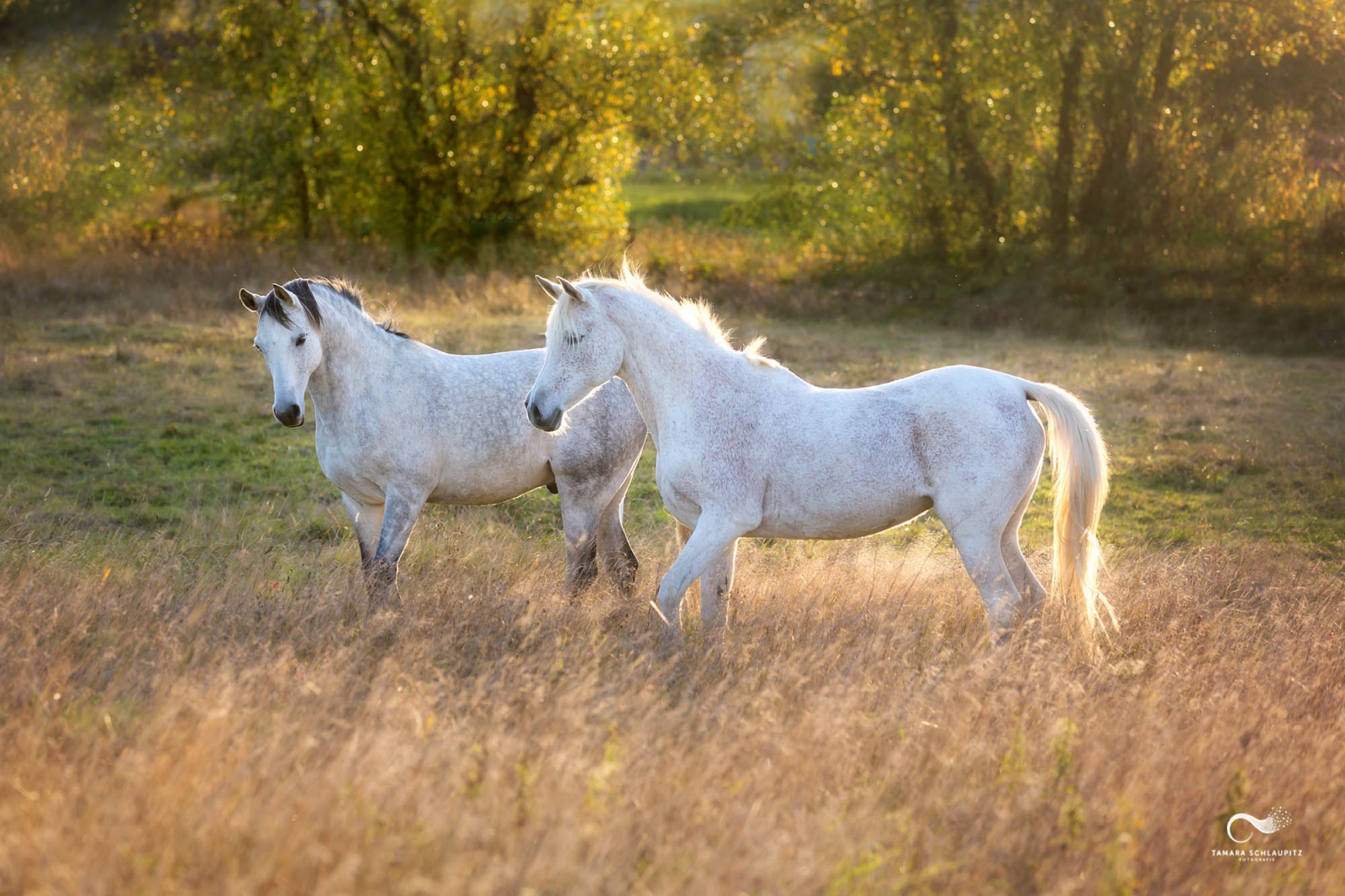 Pferdefotografie Tamara Schlaupitz, Simmern, Hunsrück