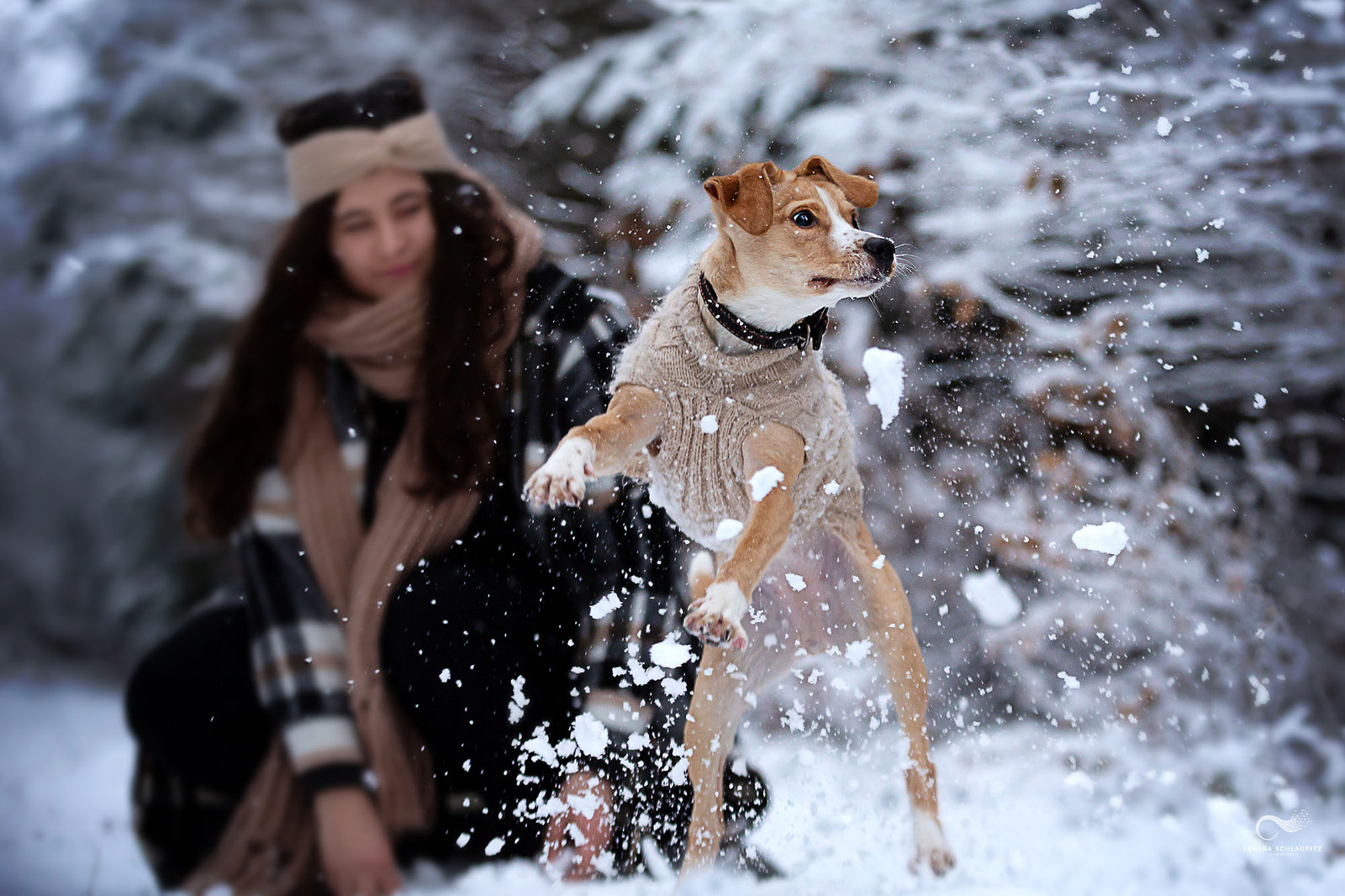 Welpe springt Schneeball nach, Hundefotoshooting