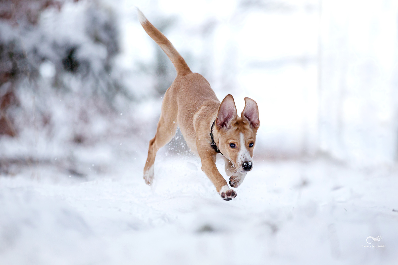Welpe springt durch den Schnee, Hundefotografin Tamara Schlaupitz
