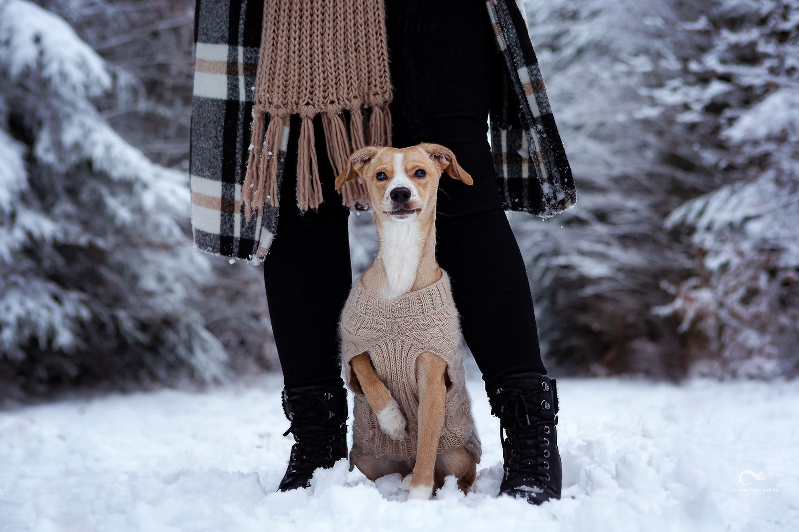 Hundefotos im Schnee, Hundefotoshooting Hunsrück