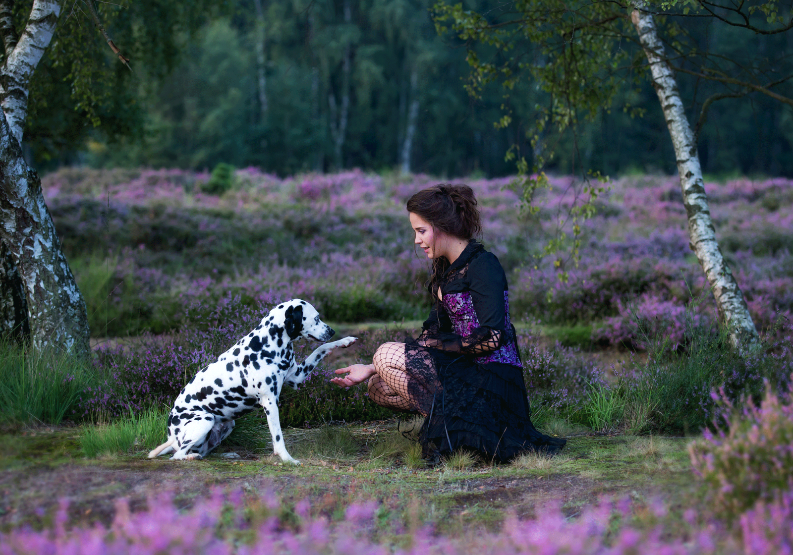 Fotoshooting mit Hund, Dalmatiner, blühende Heide, Troisdorf