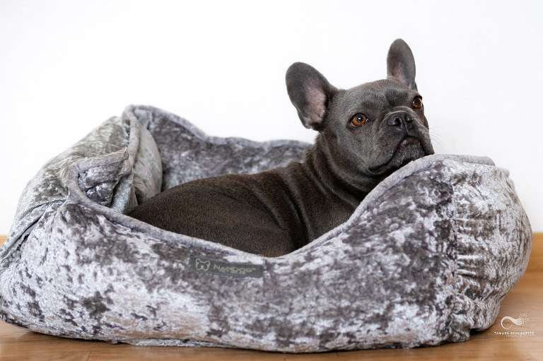 französische Bulldogge zufrieden in silbergrauem Hundebett
