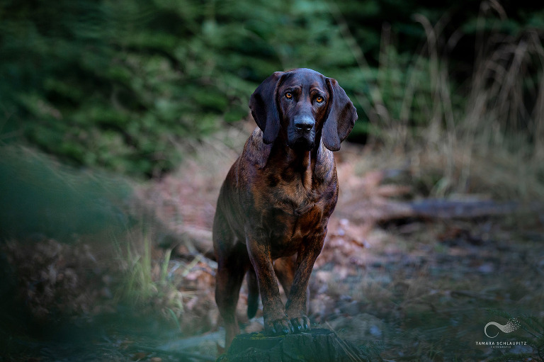 Hundefotografin, outdoor Hundeshooting im Wald, Tamara Schlaupitz, Hundeliebe, Hannoverscher Schweißhund, Jagdhund