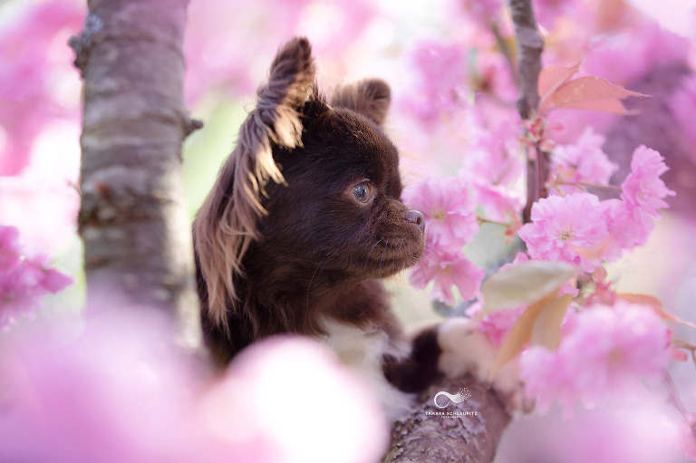 Chihuahua Hündin langhaar, schokobraun, Kirschblüte, rosa, Hundefotoshooting, Tamara Schlaupitz