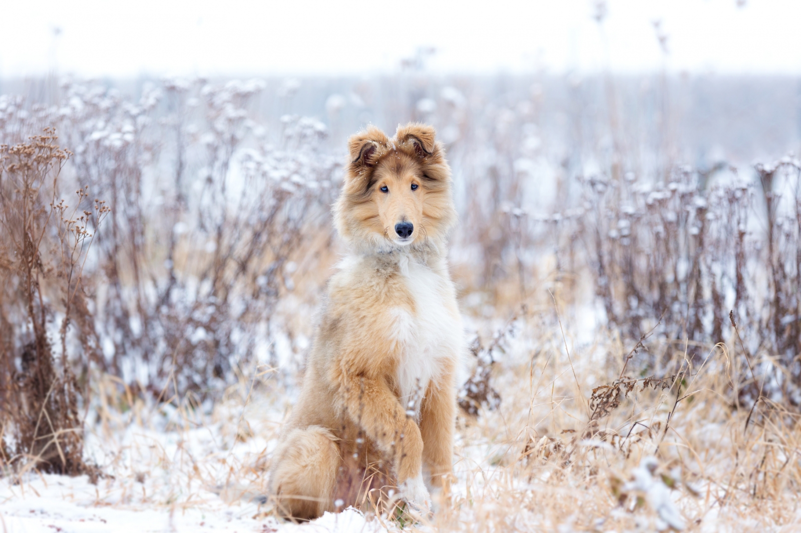 Hundefotografin Tamara Schlaupitz